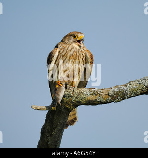 Faucon crécerelle (Falco tinnunculus) appelant, avec capturé Campagnol des champs (Microtus arvalis) Banque D'Images