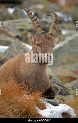 Bouquetin des Alpes (Capra ibex) reposant Banque D'Images