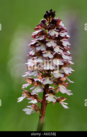 Marais du nord( Orchidée Dactylorhiza purpurella) Banque D'Images