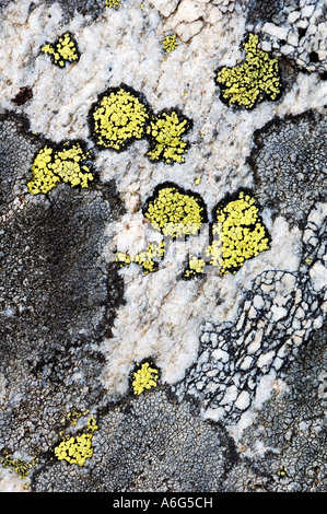 Lichen Rhizocarpon geographicum (carte) Banque D'Images