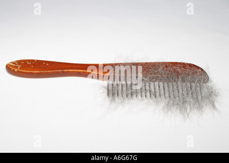 Chien domestique (Canis lupus f. familiaris), peigne chien avec poils de croiser Husky Banque D'Images