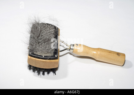 Chien domestique (Canis lupus f. familiaris), brosse à poils de chien croisée Husky Banque D'Images