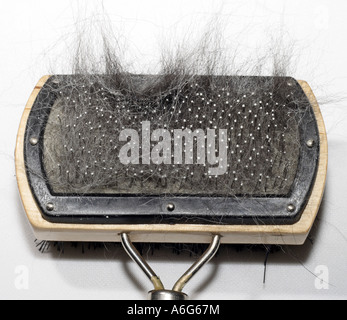 Chien domestique (Canis lupus f. familiaris), brosse à poils de chien croisée Husky Banque D'Images