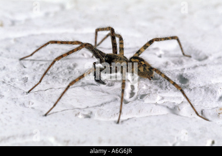 Chambre (Tegenaria atrica araignée mâle) Banque D'Images