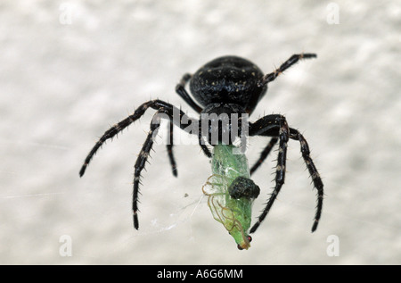 Noyer d'Orb-Weaver Nuctenea umbratica (araignée) chrysope verte Banque D'Images