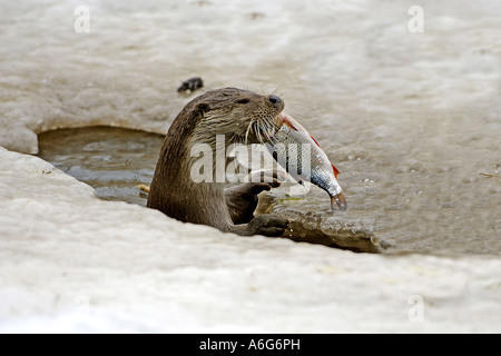 La loutre d'Europe, loutre d'Europe, la loutre (Lutra lutra), avec des poissons capturés dans l'eau gelée, Pologne Banque D'Images