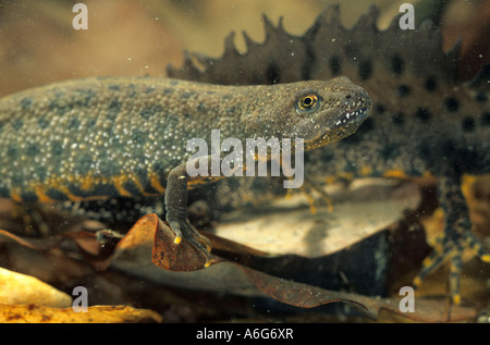 Great Crested Newt (Triturus cristatus), Banque D'Images