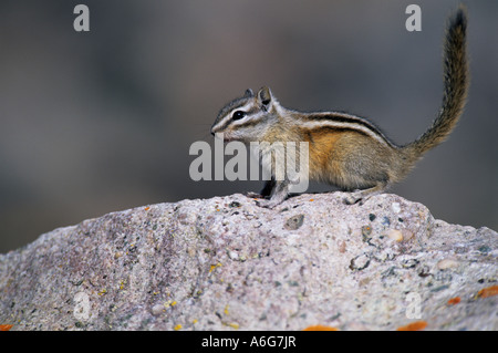 Le tamia mineur (Tamias minimus) pads de la roche avec ses pattes avant, Canada Banque D'Images