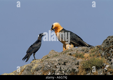 Gypaète barbu et Thick-billed Raven fixant les uns les autres, (LIC)), (Corvus crassirostris) des montagnes Semien Banque D'Images