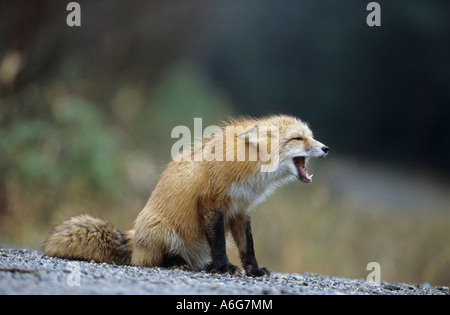 American Red Fox (Vulpes vulpes) qui jappe à d'autres fox, Canada Banque D'Images