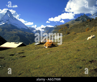 Le Matterhorn en automne, avec des vaches sur pré, Suisse Banque D'Images