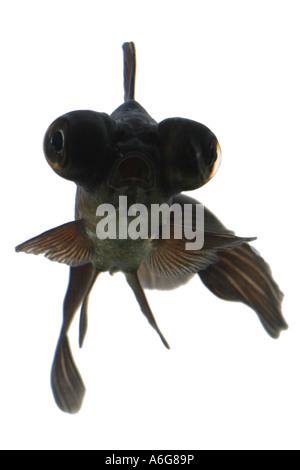 Télescope chinois moor goldfish, carpe, black moor, breitschwanz moor, globe, œil demekin (Carassius auratus), portrait Banque D'Images