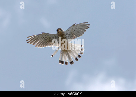 Faucon crécerelle (Falco tinnunculus), voler, Allemagne Banque D'Images