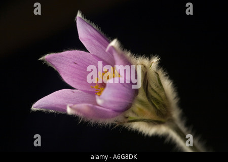 Anémone pulsatille commune (Pulsatilla vulgaris) Banque D'Images