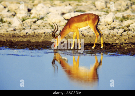 Black-faced Impala (Aepyceros melampus petersi, Aepyceros petersi), à l'eau, de la Namibie, Etosha NP Banque D'Images