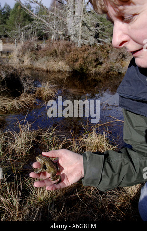 European crapaud commun (Bufo bufo), les personnes seules dans les mains d'une femme, Royaume-Uni, Ecosse, Highlands Banque D'Images