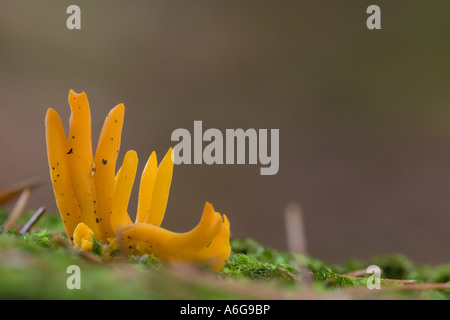 Jelly antler champignon (Calocera viscosa) Banque D'Images