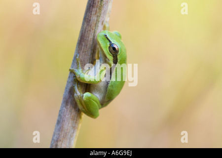 Arbre généalogique européenne Brouillard (Hyla arborea) Banque D'Images