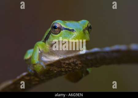 Arbre généalogique européenne Brouillard (Hyla arborea) Banque D'Images