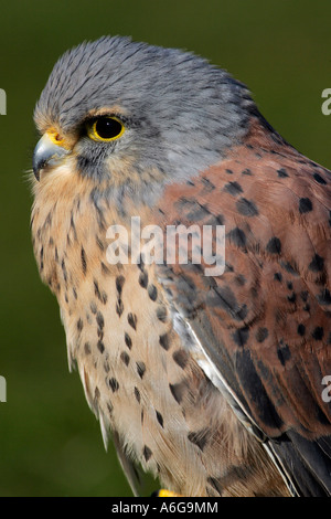 Faucon crécerelle - hommes - portrait (Falco tinnunculus) Banque D'Images