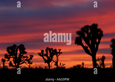 Des silhouettes d'arbres Joshua (Yucca brevifolia) et nuages rouge au crépuscule dans Joshua Tree National Park California USA Banque D'Images