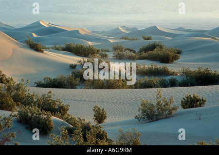 Les buissons de créosote (Larrea tridentata) dans le mesquite sand dunes Appartements Death Valley National Park Californie USA Banque D'Images