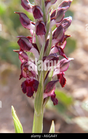 Orchidées (Orchis coriophora ssp. fragrans), inflorescence, Espagne, Baléares, Formentera Banque D'Images