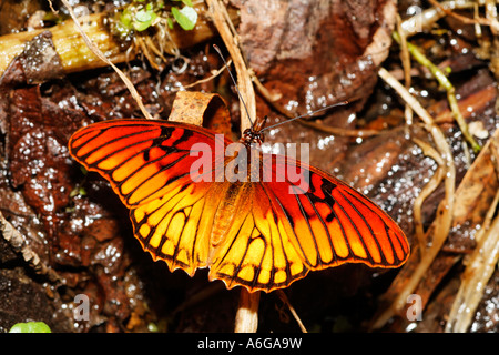 Silverspot mexicain (Dione moneta), Costa Rica Banque D'Images