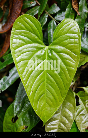 En feuilles, forêt tropicale, Rara Avis Las Turrialba, Costa Rica Banque D'Images