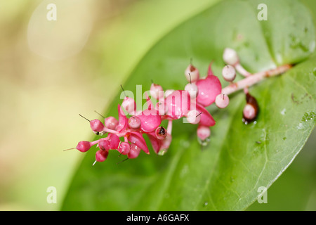 Dans complectans Cavendishia fleur de rainforest, Rara Avis, Costa Rica Banque D'Images