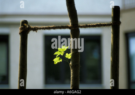 Feuilles d'érable sur les jeunes arbres, de tige enveloppée dans le jute et stabilisé à l'aide de cordes et de perches Banque D'Images