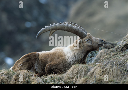 Bouquetin des Alpes (Capra ibex) reposant sur l'herbe morte, Autriche Banque D'Images