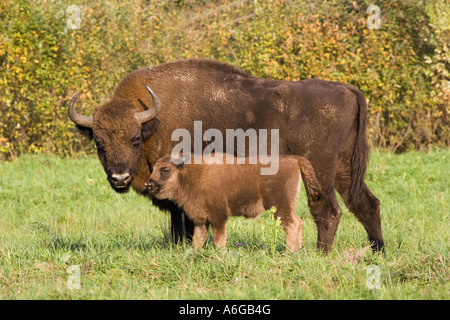 Bison d'Europe, Bison (Bison bonasus), vache et veau, plus gros et le plus lourd des animaux terrestres de l'Europe, Pologne, Mazurie Banque D'Images