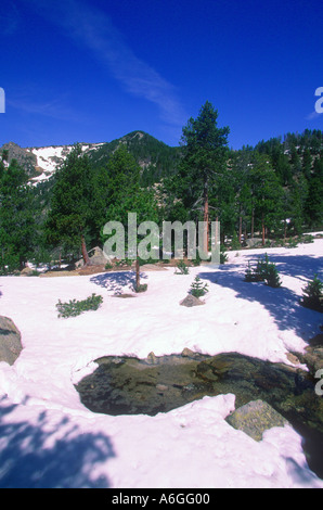 Pins, Pinus mugo. Bois et la neige. Pyrènes. Province de Gérone. Espagne Banque D'Images