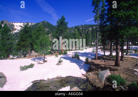 Pins, Pinus mugo. Bois et la neige. Pyrènes. Province de Gérone. Espagne Banque D'Images