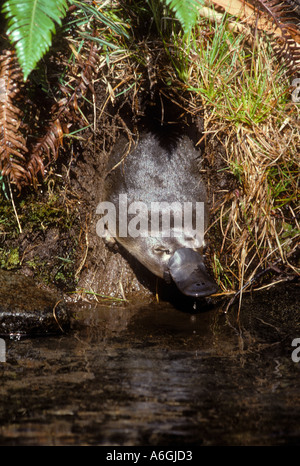 Platypus Ornithorhynchus anatinus ornithorynque émergeant de terrier Banque D'Images