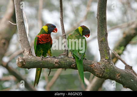 Jurong Bird Park têtes pourpres Lory Loft Singapore Banque D'Images