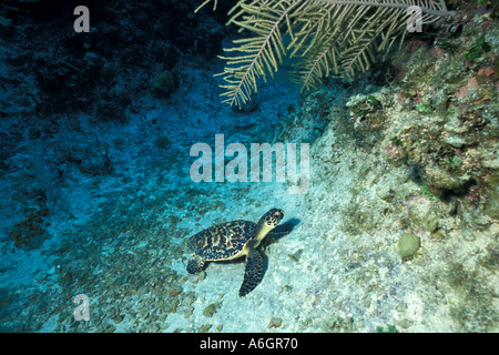 Tortue immatures nager sous l'eau reposant sur fond de l'Océan Banque D'Images