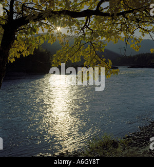 D'Automne doré tremble au-dessus de la rivière Katun. Altaï. La Sibérie. La Russie Banque D'Images