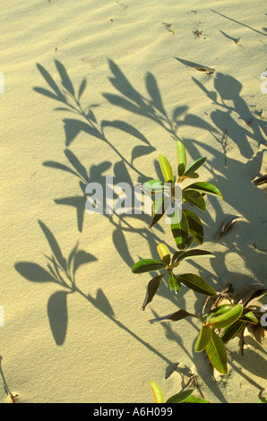 Ombre de feuilles d'arbustes sur le sable des dunes dans le Ceara Brésil Banque D'Images