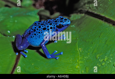 Blue Poison Dart Frog Dendrobates azureus Surinam Banque D'Images