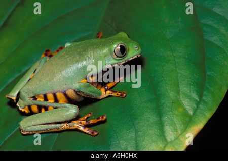 Pattes de tigre Phyllomedusa hypochondrialis grenouille feuille Banque D'Images