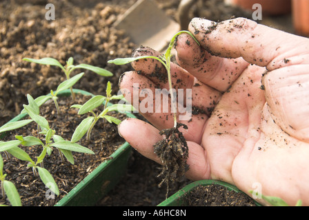 Les jeunes plantules de tomate variété saine Ailsa Craig prête pour le surmoulage sur Banque D'Images