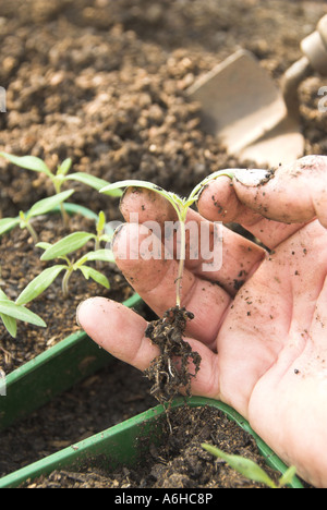 Les jeunes plantules de tomate variété saine Ailsa Craig prête pour le surmoulage sur UK Avril Banque D'Images