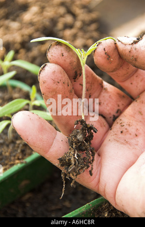 Les jeunes plantules de tomate variété saine Ailsa Craig prête pour le surmoulage sur UK Avril Banque D'Images