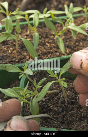 Les jeunes plantules de tomate variété saine Ailsa Craig étant piqués à disposition pour le surmoulage sur UK Avril Banque D'Images