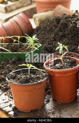 Les jeunes plants de tomates sur le banc de rempotage Mars UK rétroéclairé Banque D'Images