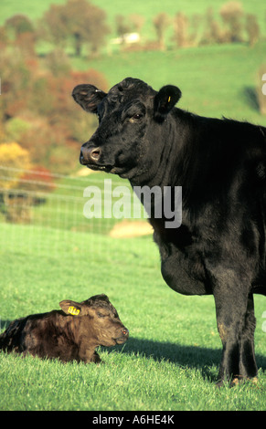 Partie du portrait de vache veau Aberdeen Angus et au pâturage Banque D'Images