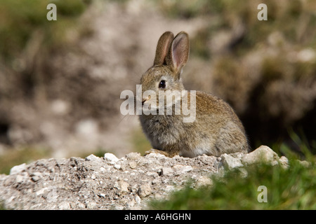 Jeune Lapin Oryctolagus cuniculus assis dehors à la recherche de terriers avec les oreilles d'alerte jusqu'therfield hertfordshire Banque D'Images