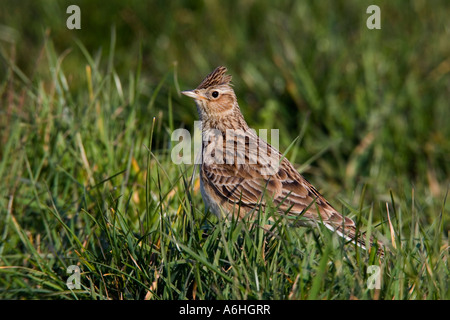 Alouette des champs (Alauda arvensis) assis dans l'herbe courte alerte à ashwell herts Banque D'Images